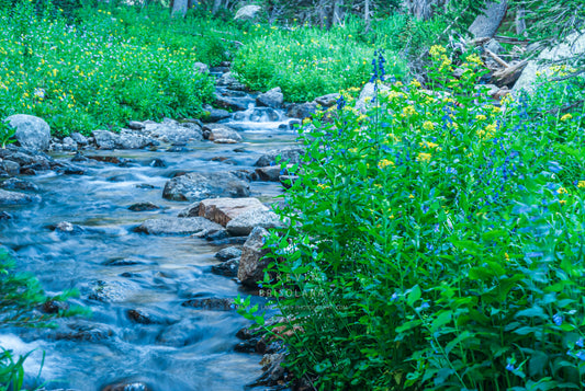 AN INSPIRING SCENE ALONG GLACIER CREEK
