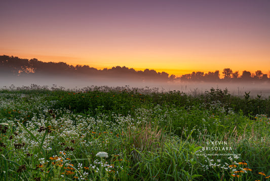 A WILDFLOWER SUNRISE