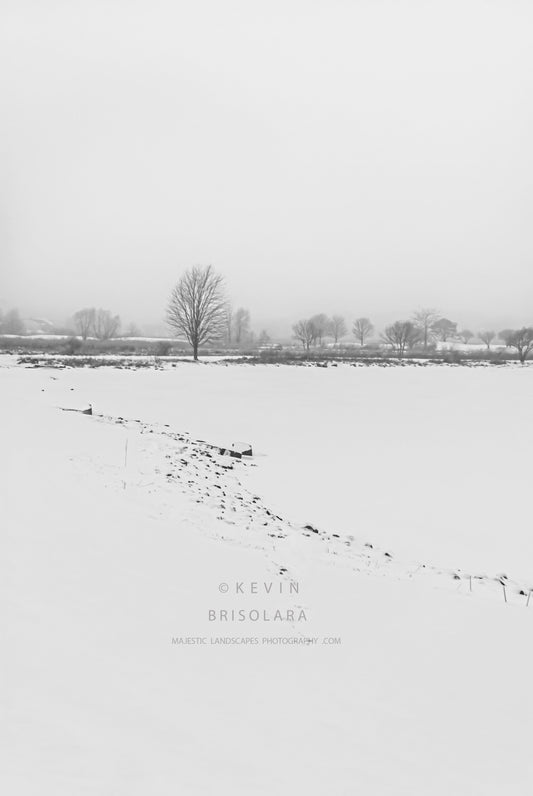 A BEAUTIFUL WINTER SCENE