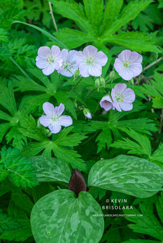 A BEAUTIFUL MORNING ALONG TRAIL