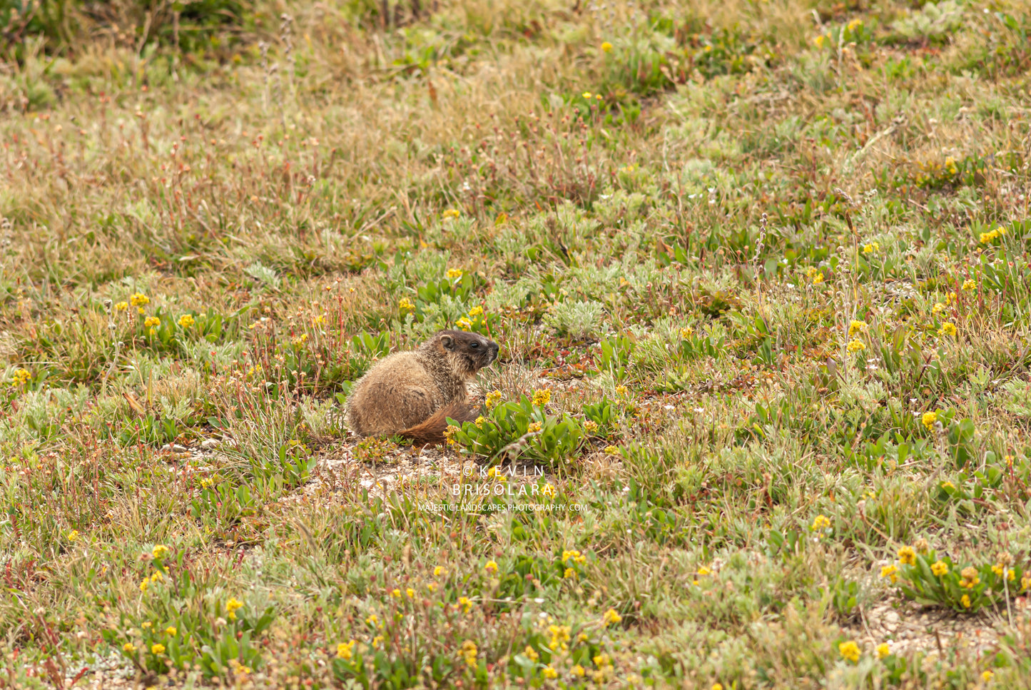 MARMOT FROM THE TUNDRA