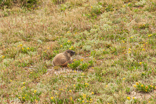 MARMOT FROM THE TUNDRA