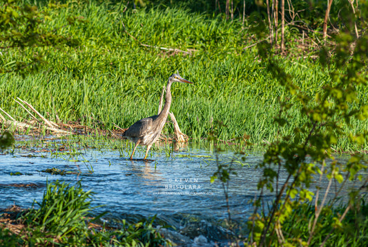MOVING METHODICALLY THROUGH THE RIVER