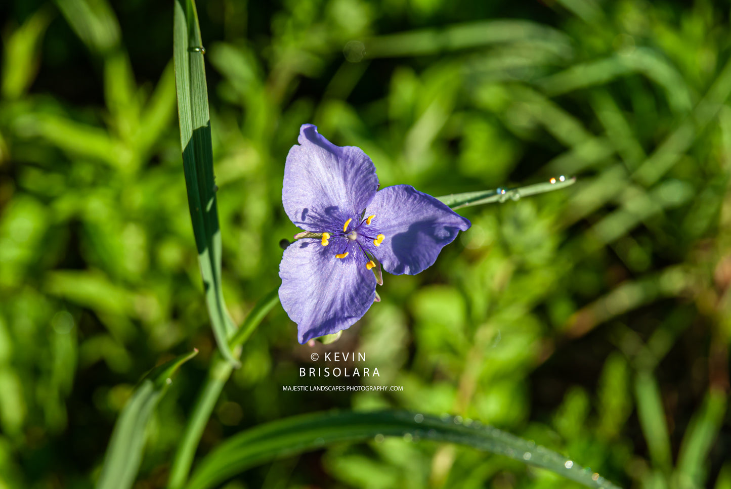 DELICATE BEAUTY