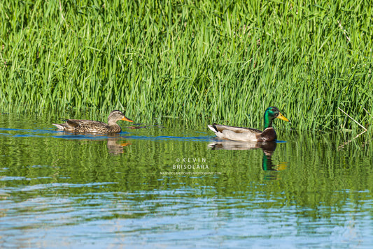 AN OUTING ON THE RIVER