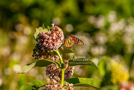 THE MILKWEED AND THE BUTTERFLY