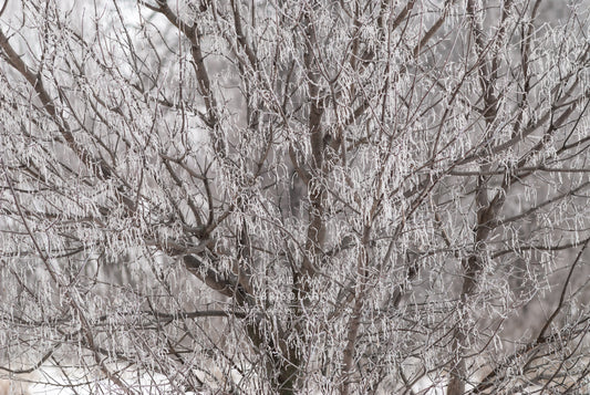 A FROSTY FEBRUARY WINTER MORNING