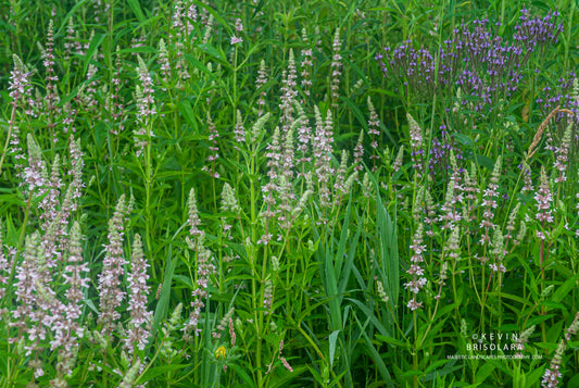A COLORFUL MORNING FROM THE PRAIRIE