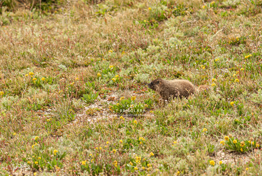 LOOKING OVER THE TUNDRA