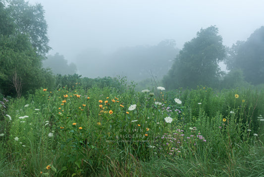 WILDFLOWER PARK