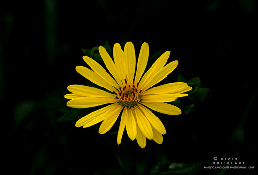 LOOKING FOR THE PERFECT CUP PLANT FLOWER