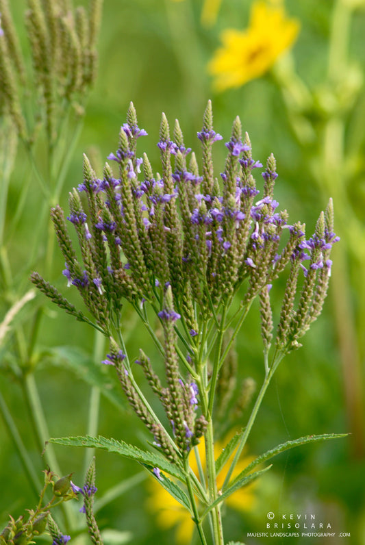 STANDING TALL ON THE PRAIRIE