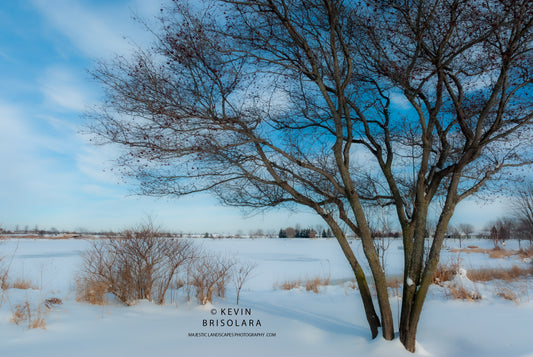 HOLIDAY GREETING CARDS 478-187  HAWTHORN TREE