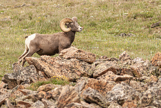 STANDING MAJESTIC ON THE ALPINE TUNDRA
