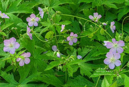 WILD  GERANIUM