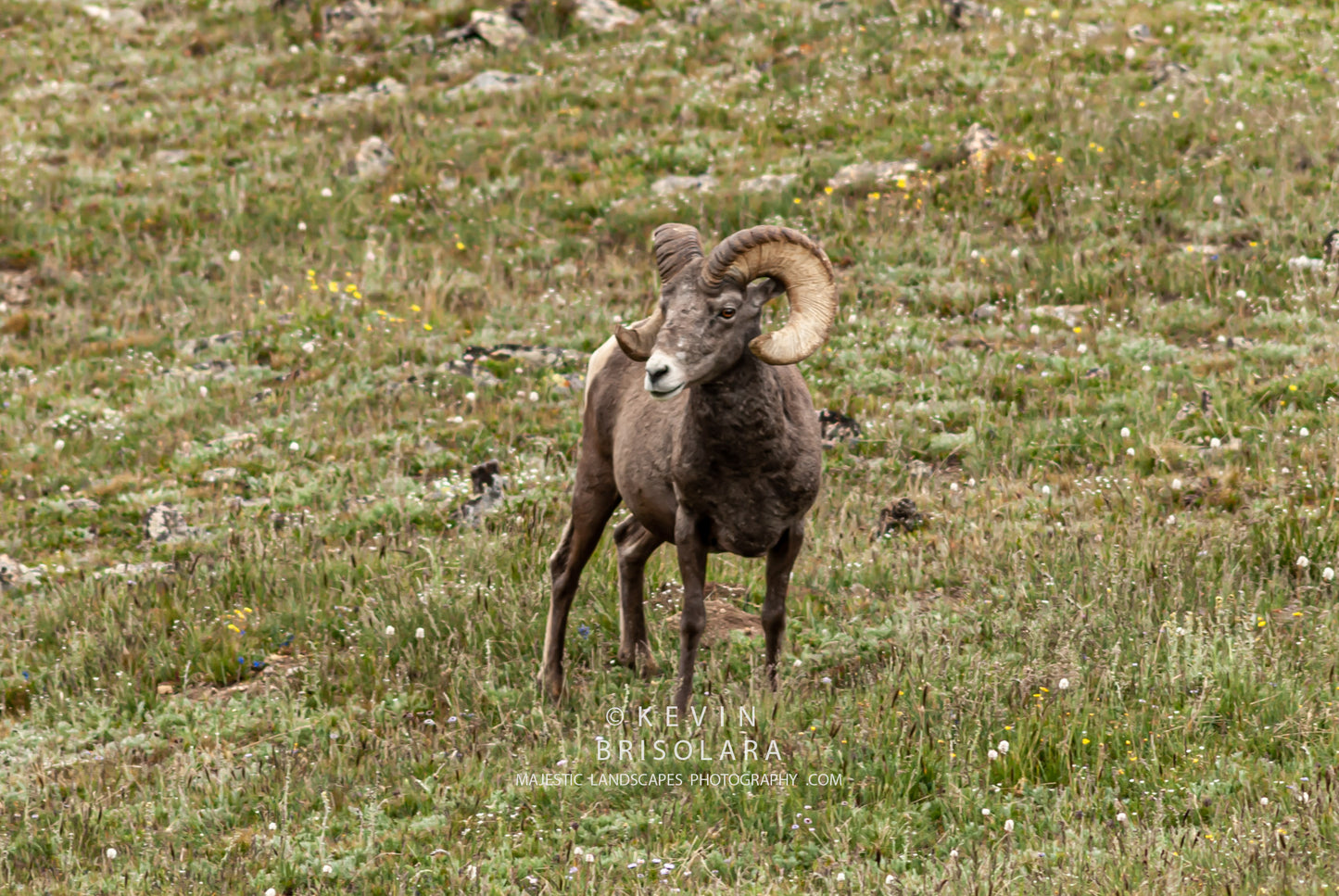 TUNDRA LIFE IN THE COLORADO ROCKIES