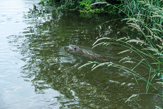 AN EARLY SUMMER MORNING SWIM