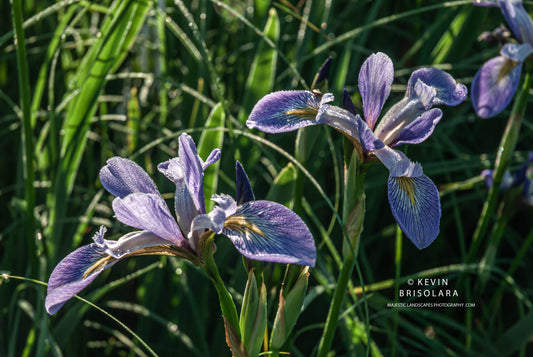 COLORFUL BEAUTY ALONG THE FOX RIVER