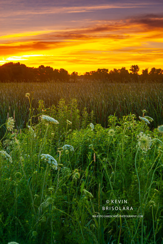 A WILDFLOWER PARK SUMMER SUNRISE
