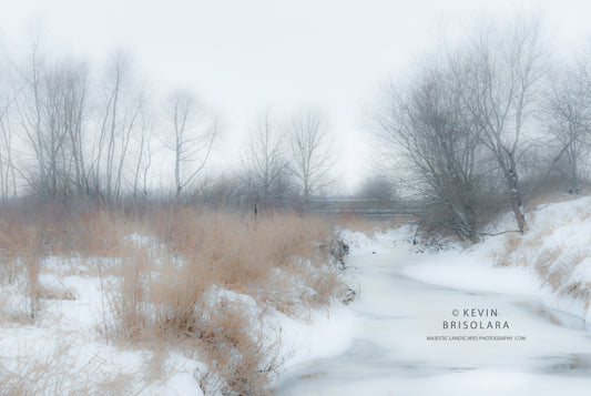 HOLIDAY GREETING CARDS 477-135  SNOW, PEACHLEAF WILLOW, COTTONWOOD, OAK, BOX ELDER, SOUTH FORK KISHWAUKEE RIVER