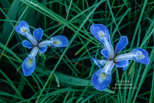 MAJESTIC BEAUTY ALONG THE TRAIL