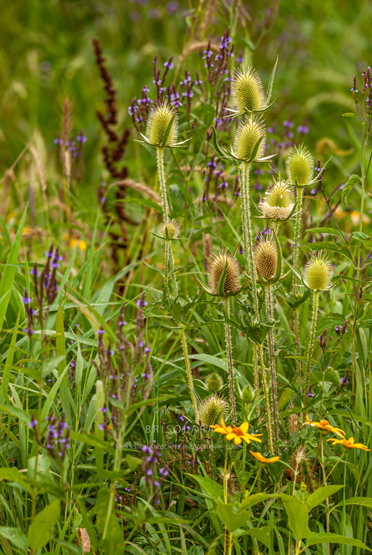 A BOUQUET OF WILDFLOWERS