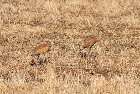 THE GRACEFUL CRANES