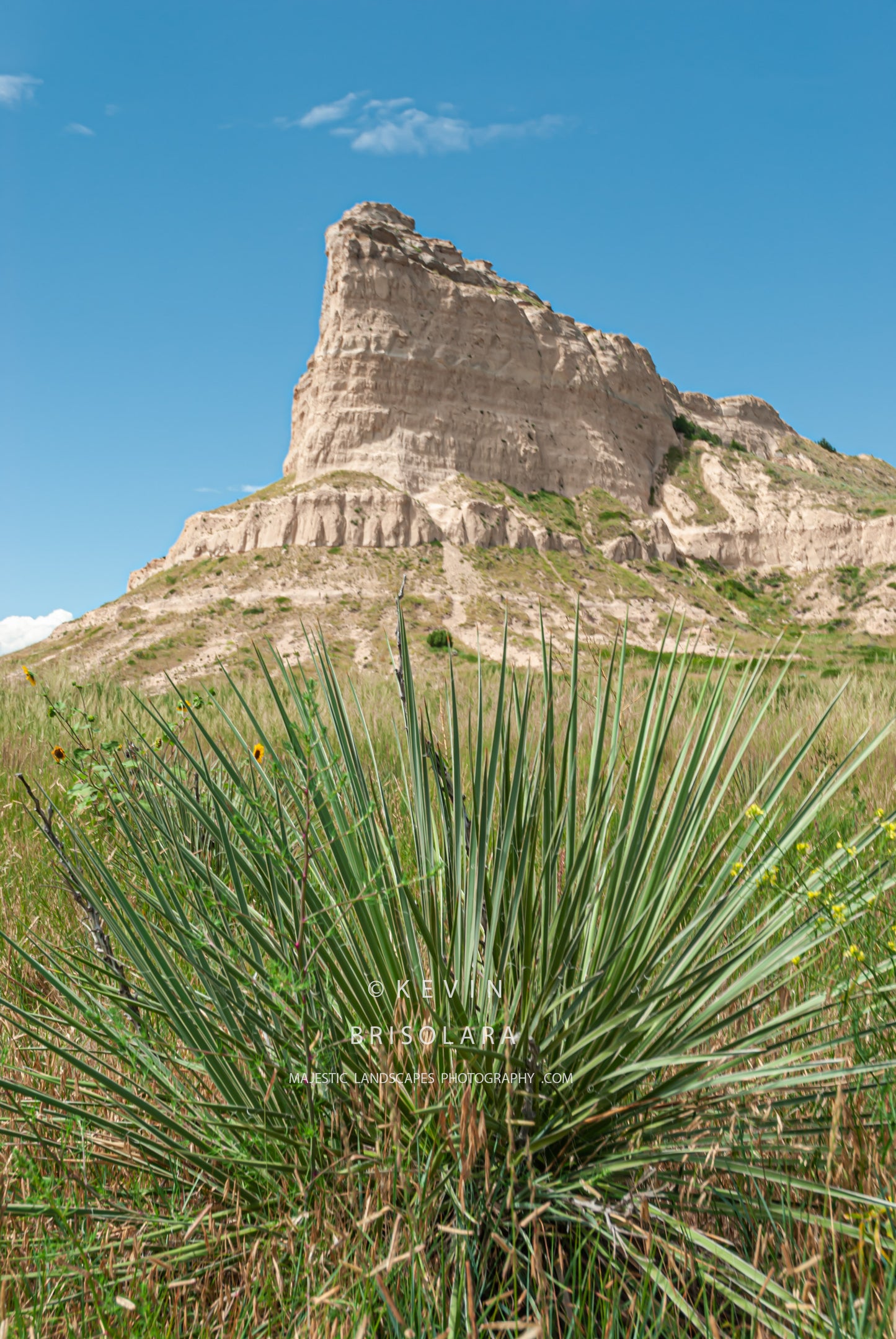 EAGLE ROCK AND THE YUCCA PLANT