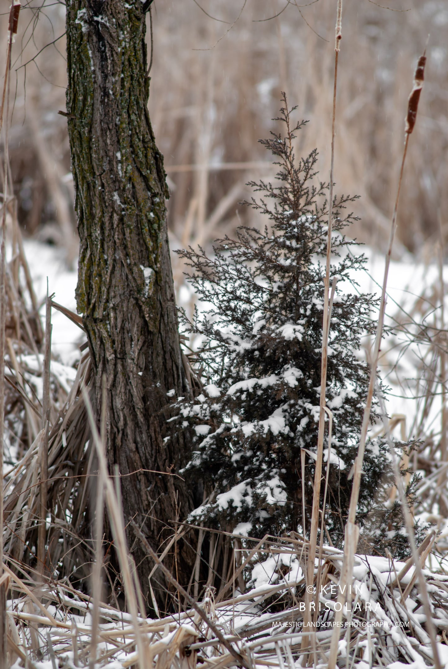 HOLIDAY GREETING CARDS 539-21  EASTERN RED CEDAR, PEACHLEAF WILLOW TREE-  WILDFLOWER PARK