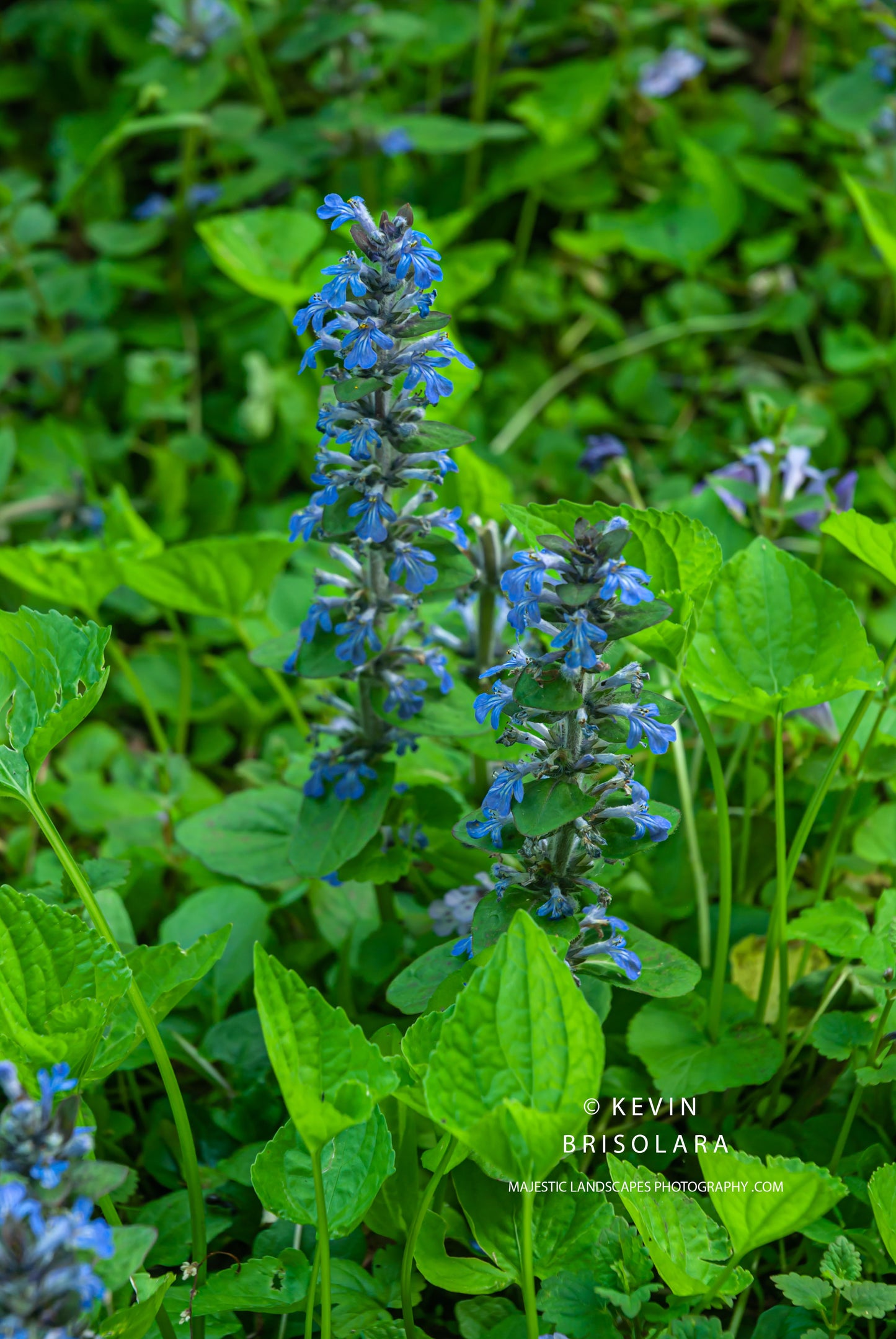 SPRING FLOWERS