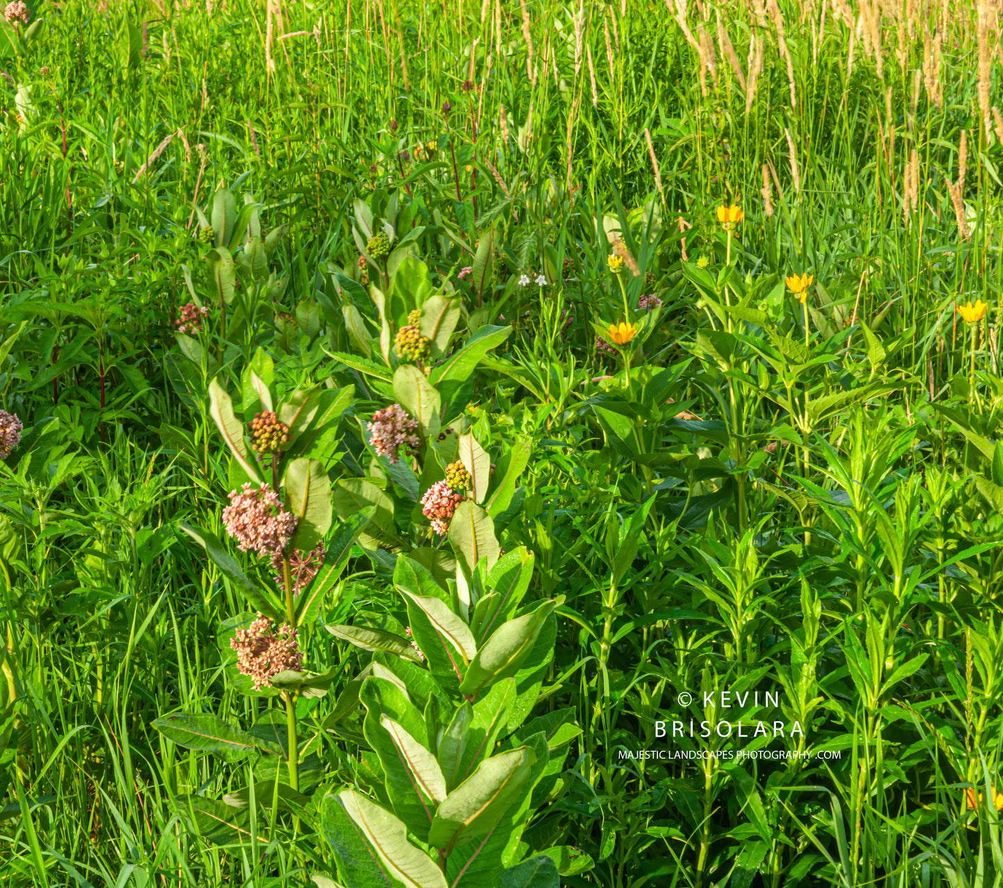 THE PARKS WILDFLOWERS