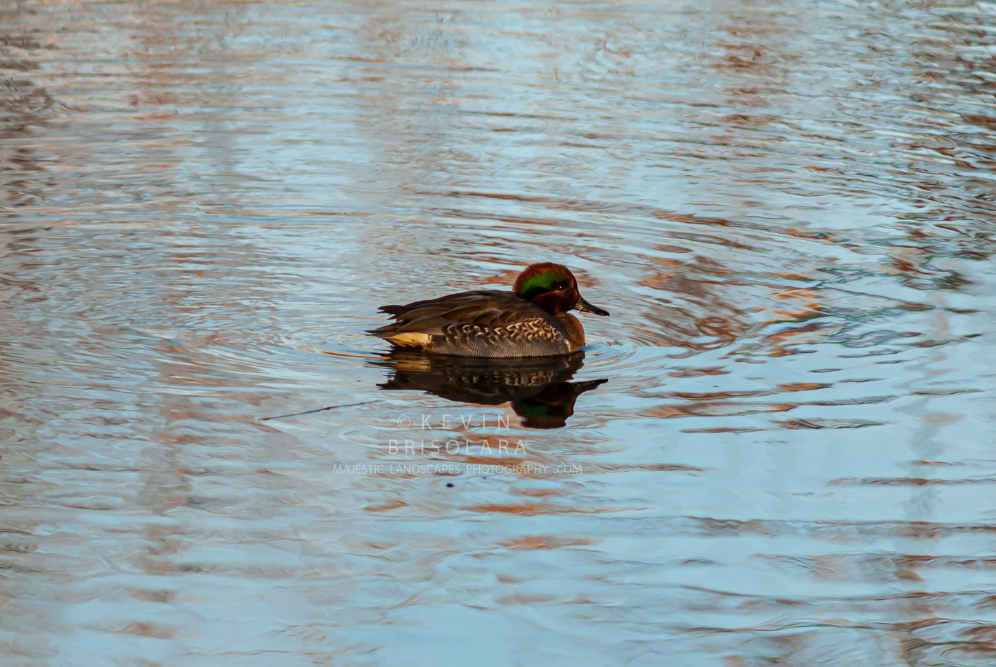 A BEAUTIFUL DUCK