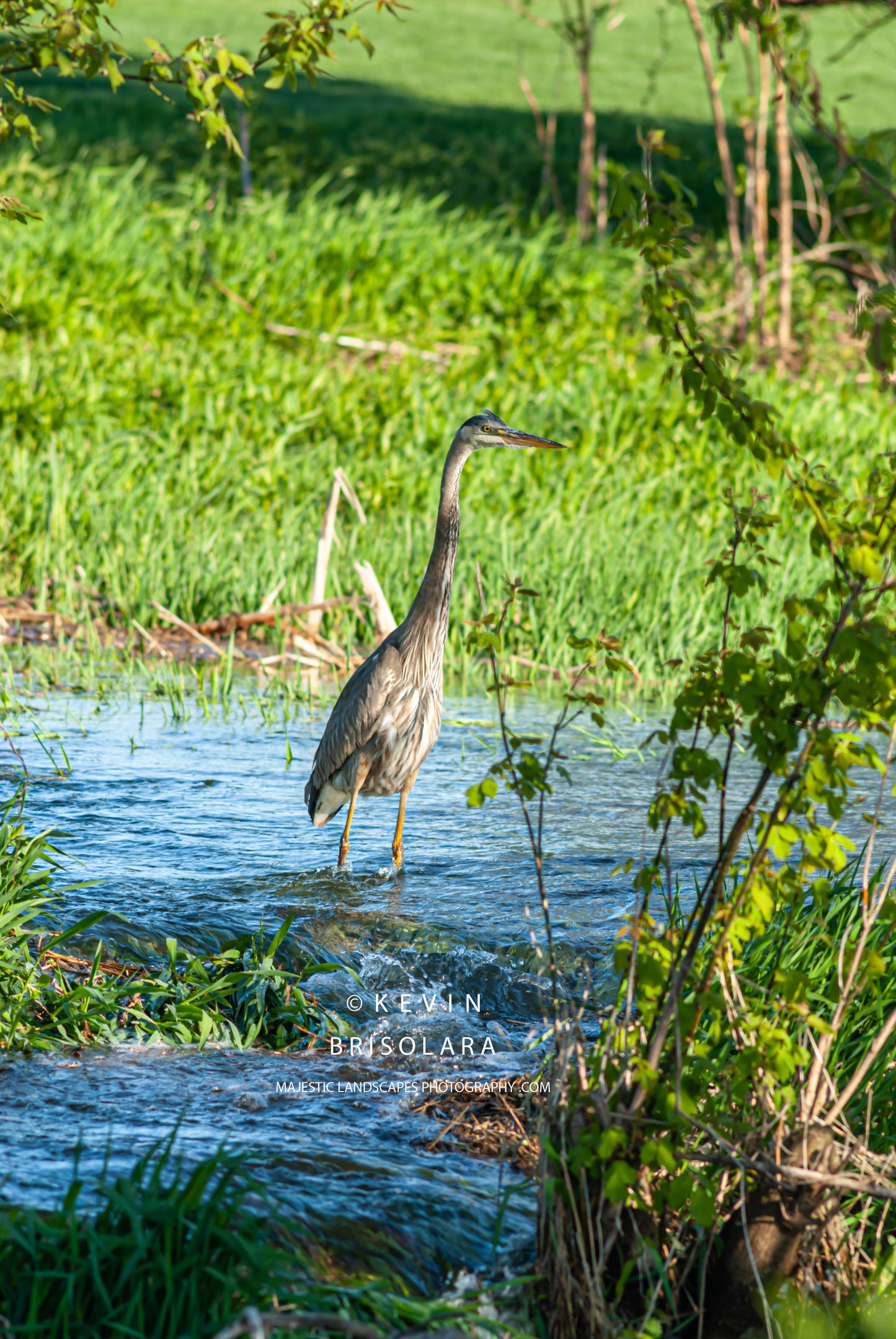 CROSSING THE RIVER