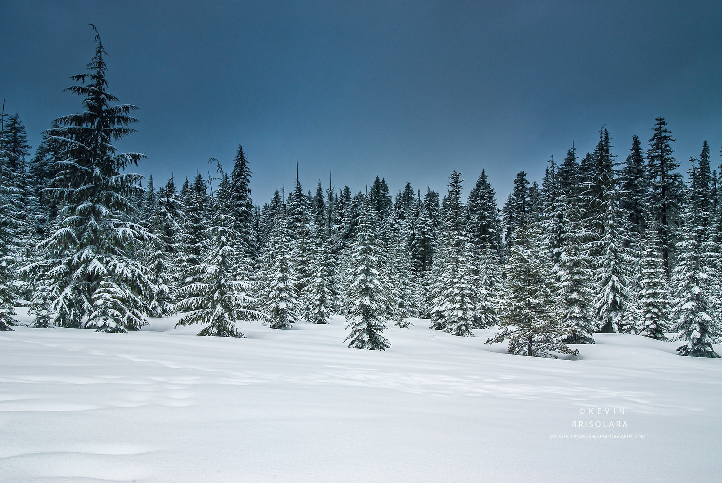 HOLIDAY GREETING CARDS 173-574  SNOW COVERED FIR TREES