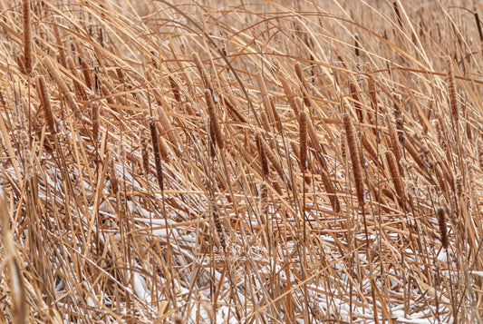 A DIFFERENT PERSPECTIVE TO THE PRAIRIE LANDSCAPE