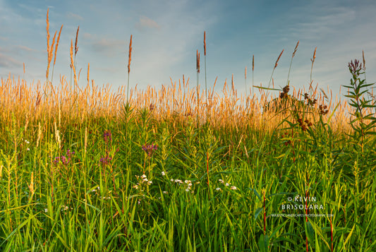 A BEAUTIFUL MORNING ON THE PRAIRIE