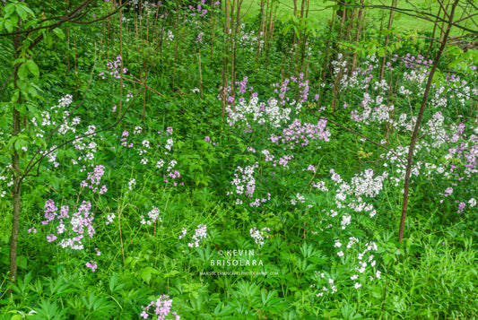 ADDING BEAUTY TO THE LANDSCAPE