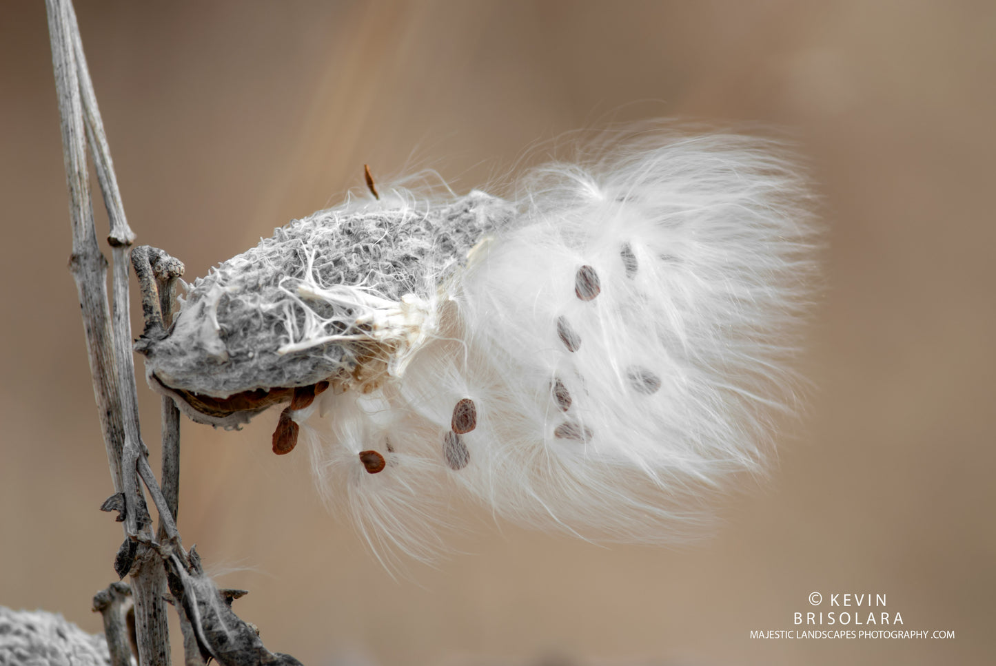 HOLIDAY GREETING CARDS 541-74  COMMON MILKWEED