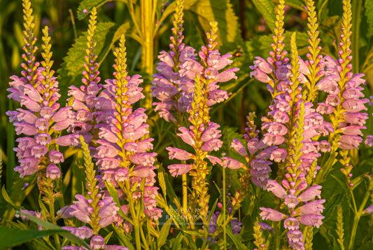 ILLUMINATING THE WILDFLOWERS