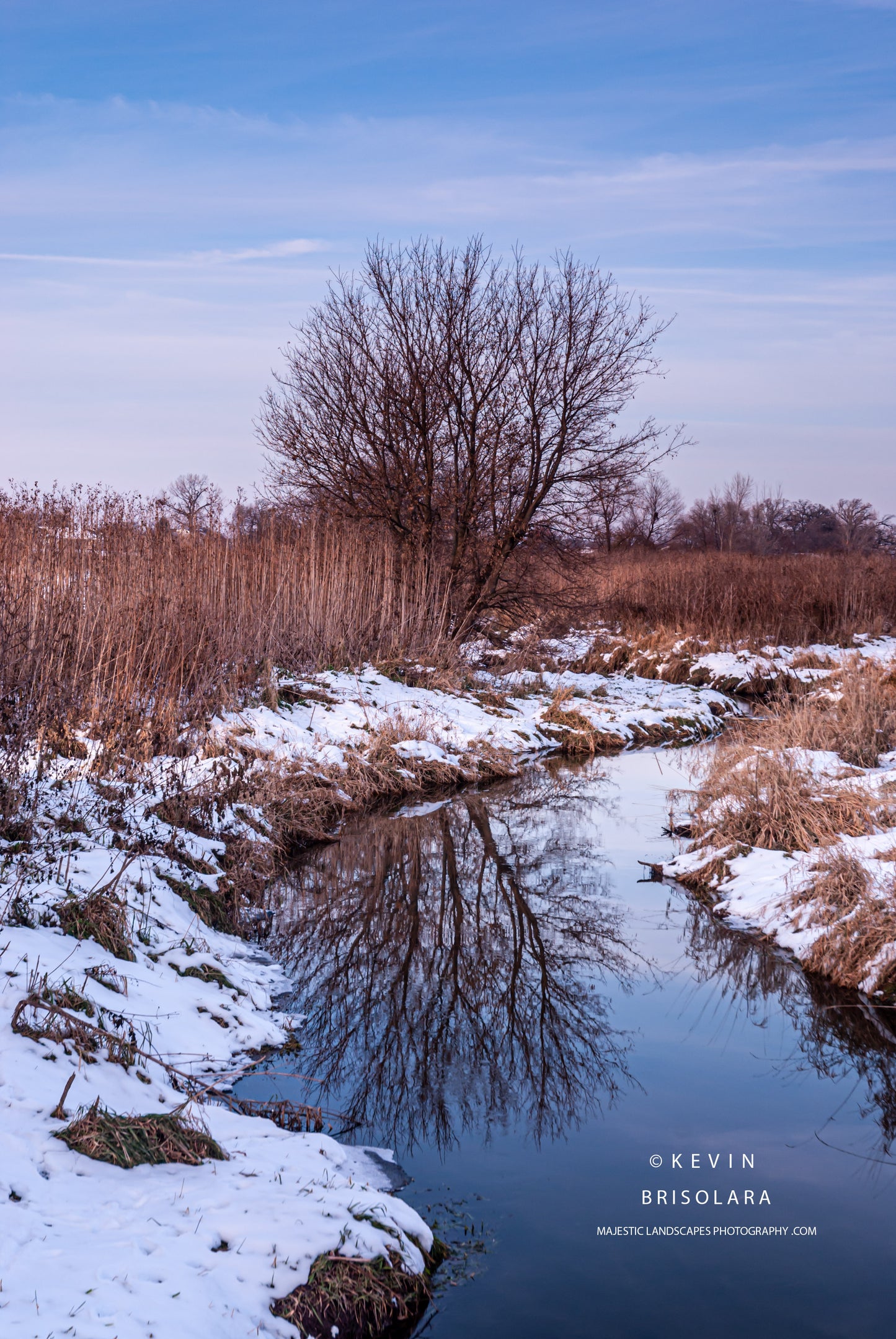 HOLIDAY GREETING CARDS 614-03  SOUTH FORK KISHWAUKEE RIVER, BOX ELDER TREE