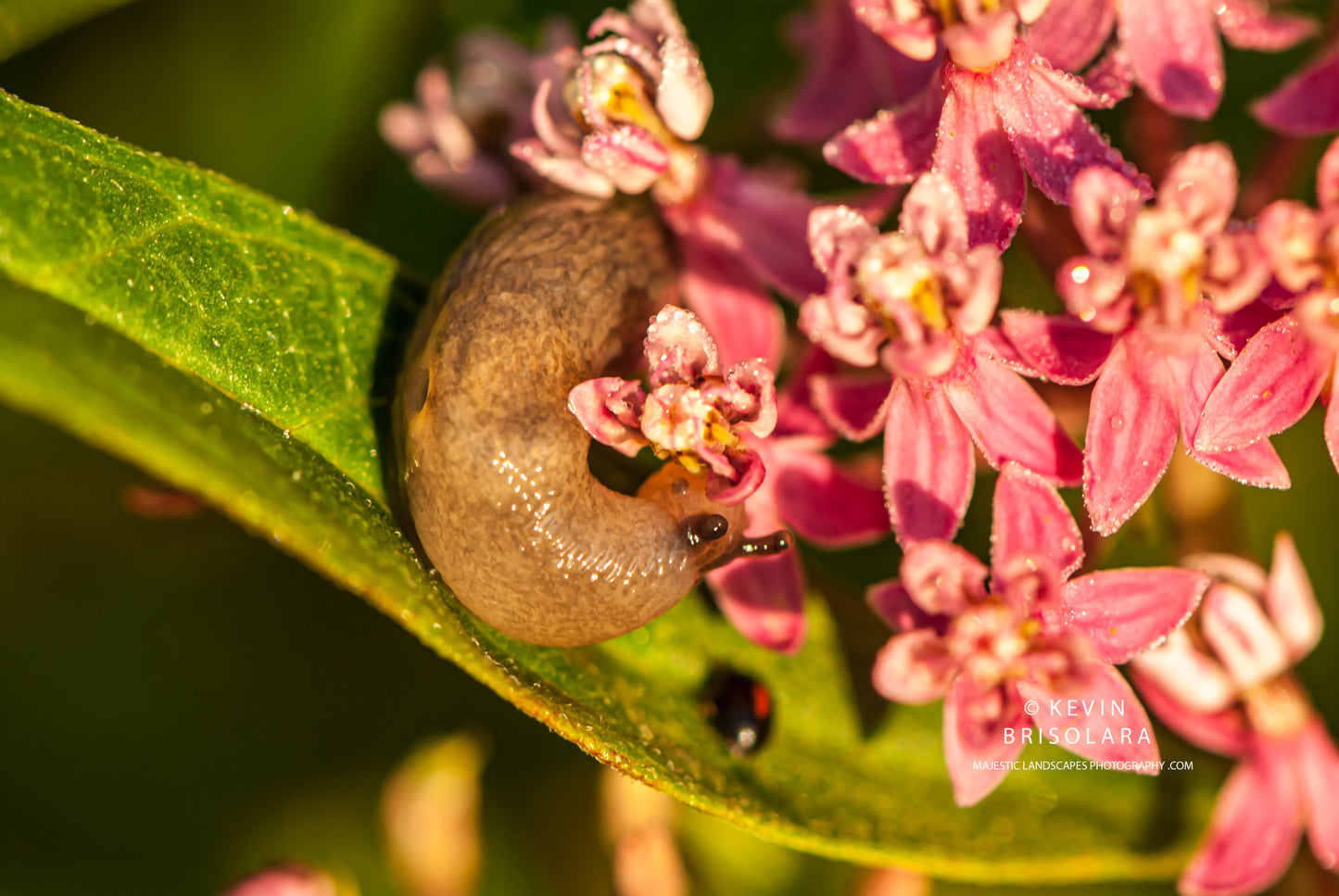 FEEDING ON THE MILKWEED FLOWER
