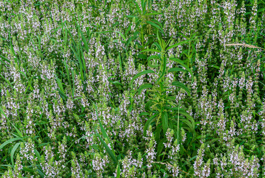 COLORS FROM THE PRAIRIE