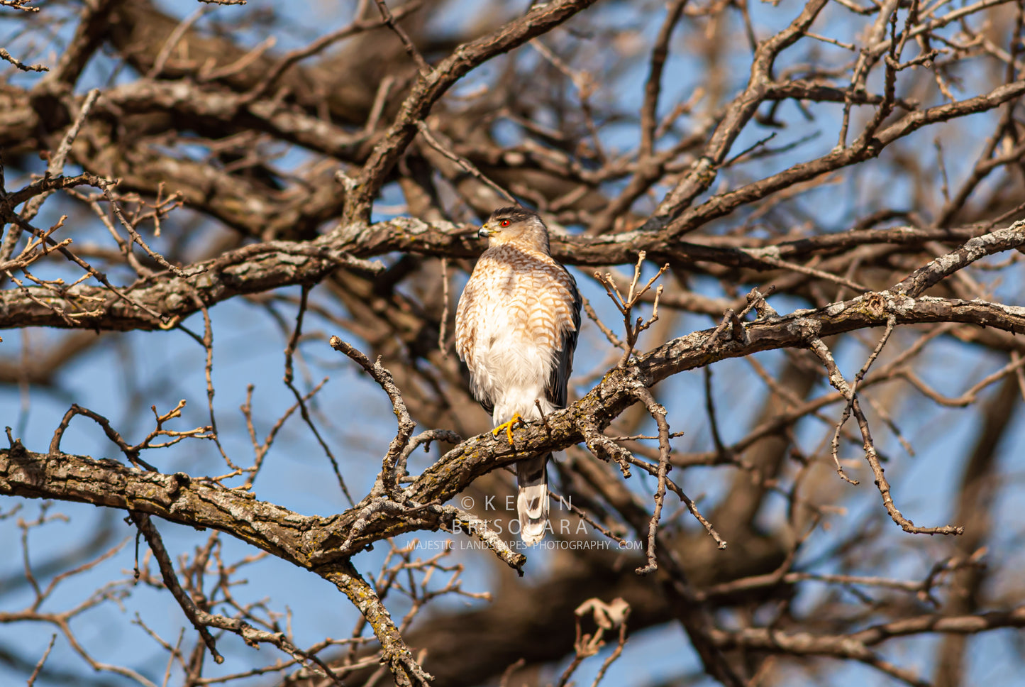 PERCHED UP IN A BUR OAK TREE