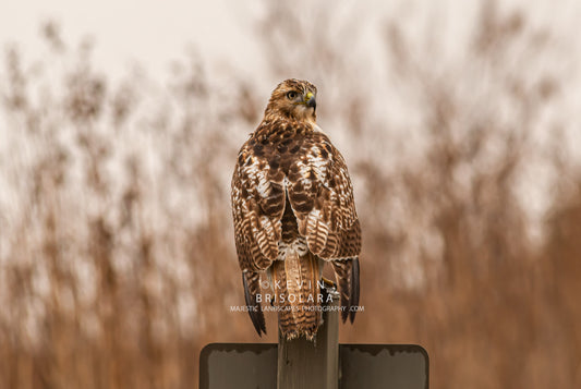 A MOMENT WITH A RED-TAILED HAWK