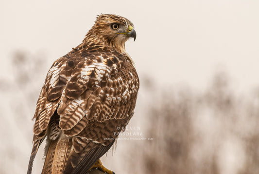 THE POWER AND STRENGTH OF A RED-TAILED HAWK
