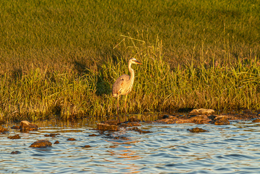 AT THE WATERS EDGE