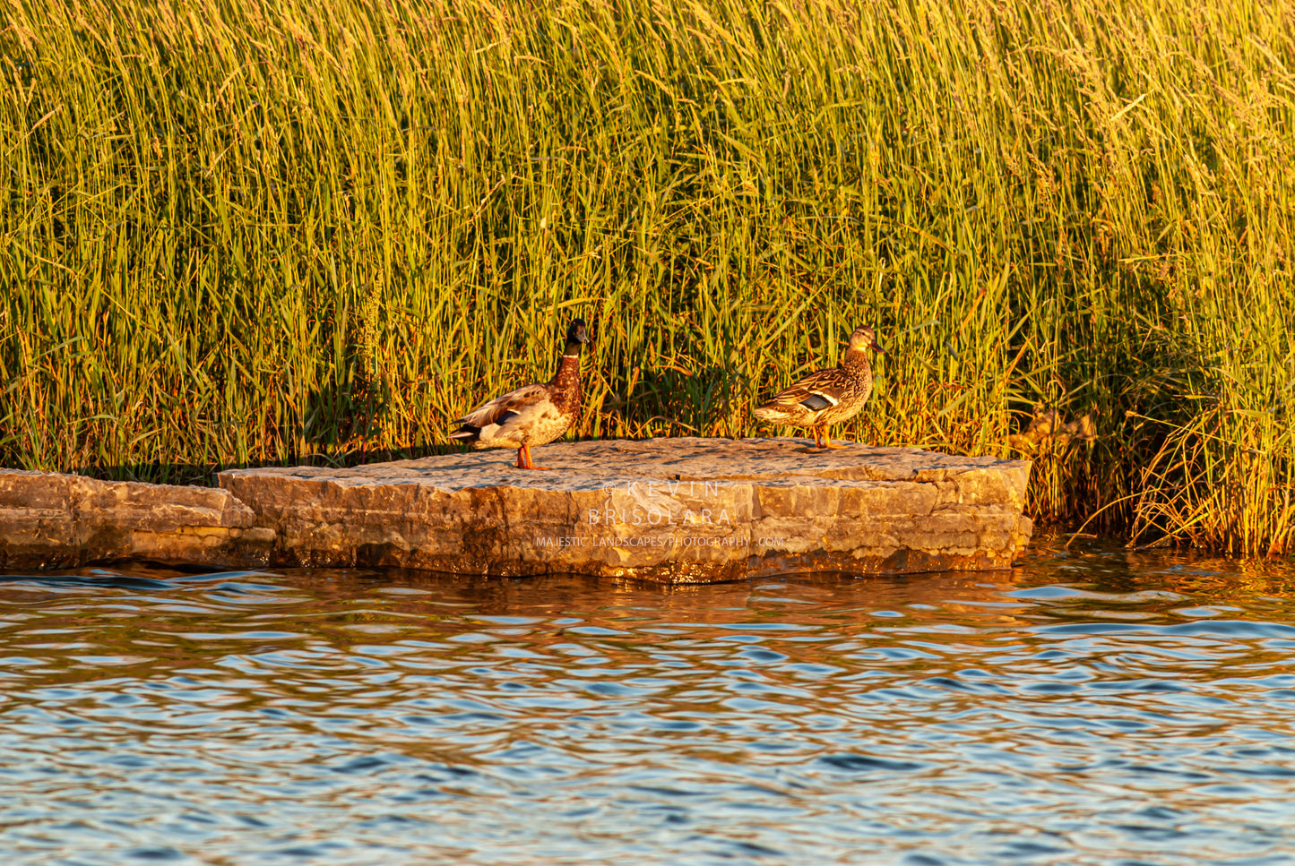 STANDING IN THE GOLDEN LIGHT