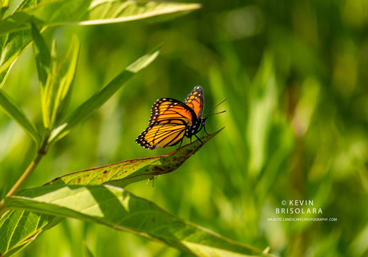 WATCHING THE BUTTERFLIES OF THE PARK