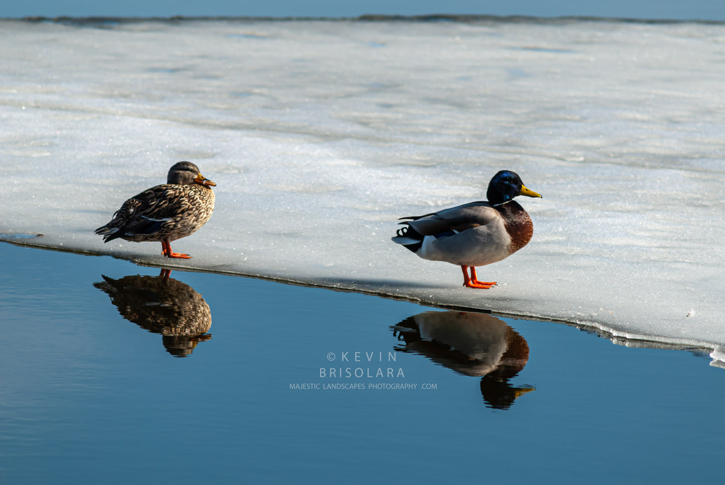 HOLIDAY GREETING CARDS 373-61  MALLARD DUCKS