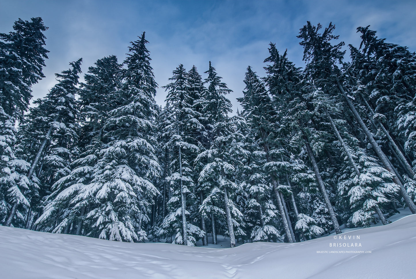 HOLIDAY GREETING CARDS 173-526  SNOW COVERED FIR TREES